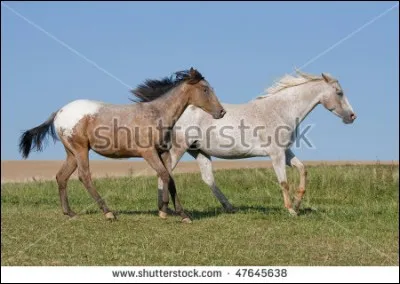 Et enfin, la dernière question : je mélange toutes les robes que je connais, mais, pas les robes duns, rouannes, pies, ou appaloosas ! Ou même silver et gris ! Elles sont unies les robes ! Et bien, quelle est la robe finale ?