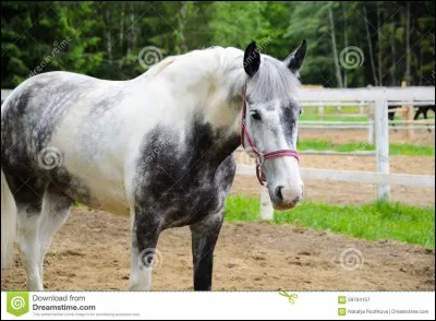 Oh ! Mais de quelle robe est-il ?