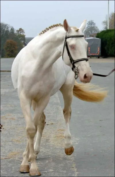 Waouh ! Mais ce cheval est tout simplement superbe ! Mais ... De quelle robe est-il ?