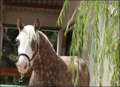 "Voici un irish cob." : Oh ! Mais il est magnifique lui aussi ! Mais de quelle robe est-il ? C'est étrange !