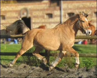 Tagada... Tagada... : Mais qu'est-ce que c'est ce bruit, bon sang ?! Oh ! Un henson qui trotte ! Hein ?! Mais il est de quelle robe celui-là ?!
