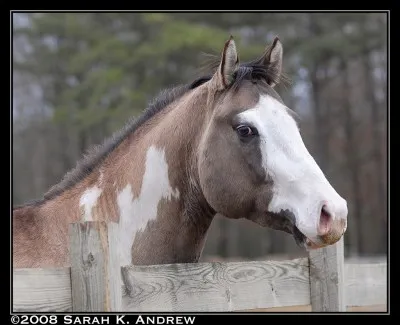 Oh ! Qu'il est mignon lui ! En plus, c'est un paint horse américain ! Mais... C'est quoi sa robe au fait ?
