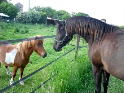 "Oh ! Que c'est mignon !" : Ok... Bref ! Mais... Si vous pouvez me dire de quelle robe ils sont, c'est plus intéressant déjà....