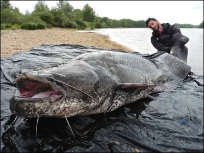 A Albi, dans le Tarn, les silures se sont spécialisés dans la capture des pigeons de ville !