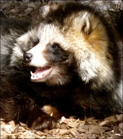 Au Japon, le chien viverrin est appelé Tanuki !