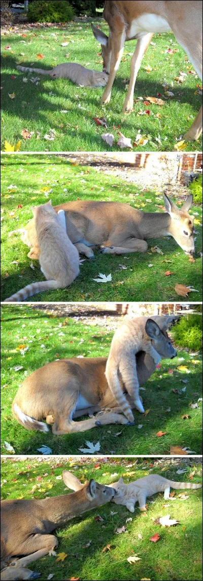 Cliquez sur ces photos, et vous verrez un lynx et un chevreuil jouer ensemble !