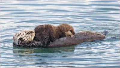 La loutre de mer chasse et mange des poissons !
