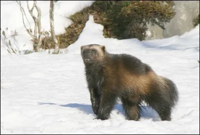 Pour voler une proie, un glouton n'hésite pas à s'attaquer à une meute de loups !