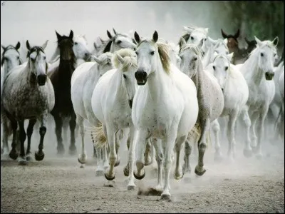 Il existe d'énormes troupeaux de chevaux sauvages en Australie !