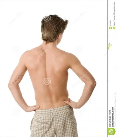 De quelle partie du corps humain s'agit-il ?