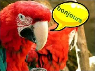 Les perroquets sont-ils les seuls à pouvoir parler ?