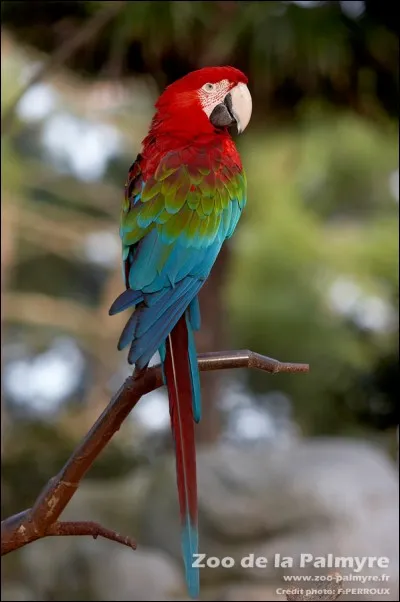 Quelle est l'espèce de ce perroquet ?