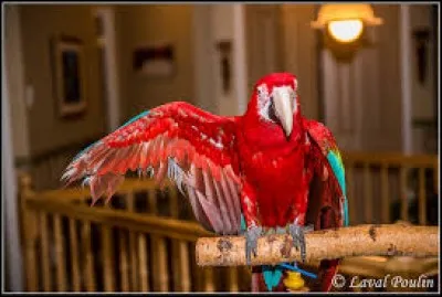 Il existe un perroquet qui ne vole pas.