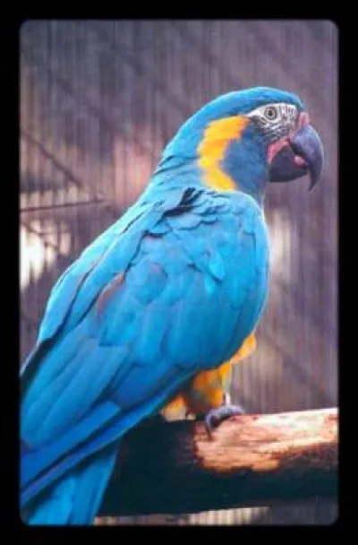 Quelle est l'espèce de ce perroquet ?