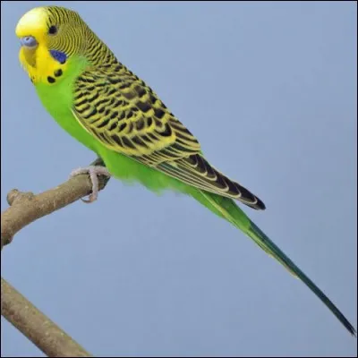 À quoi reconnaît-on une perruche ?