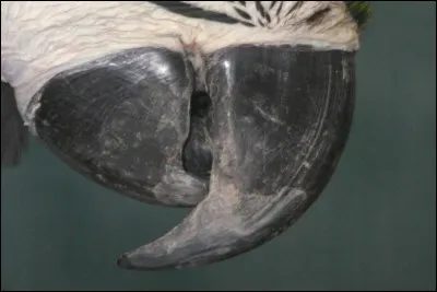 Le bec d'un perroquet sert à ...