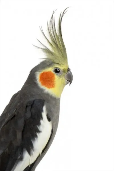 La calopsitte fait partie de la même famille que les ...