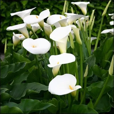 L'arum d'Italie est aussi appelé pied-de-