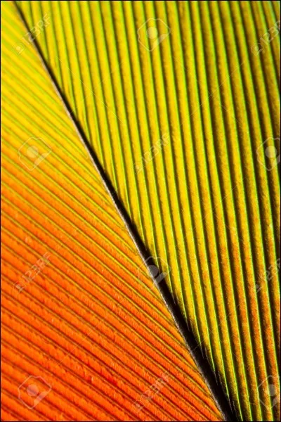 Cette plume est au :