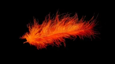 Il a des plumes rouges au croupion :