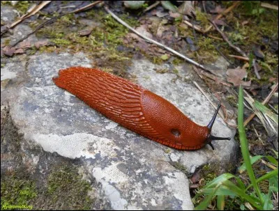 La limace est la femelle de l'escargot !