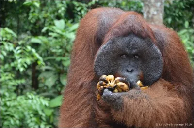 Il y a plus de similitude génétique entre l'être humain et le chimpanzé, que entre les deux espèces d'orang-outans (Bornéo et Sumatra) !