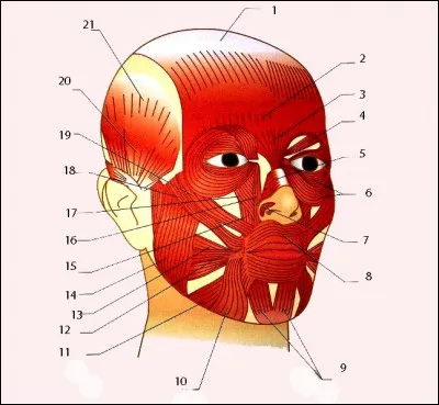 Le muscle n°14 est le :