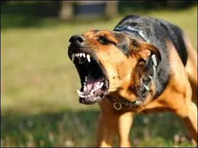 Quel muscle provoque une expression menaçante ?