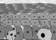 Quiz Cellules et couches cellulaires de l'piderme - Biologie - CAP esthtique