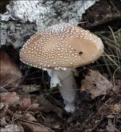 Quel est ce champignon ?