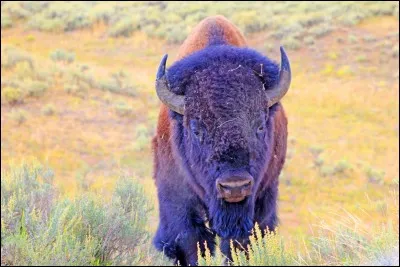 Quel parc national est le plus vieux du monde ?