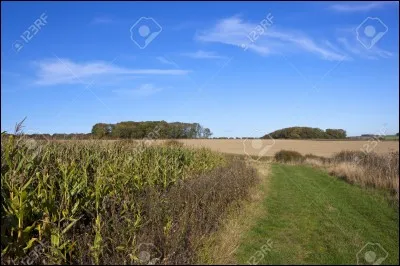 C'est la fin de la récolte...