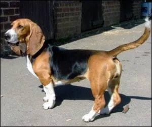 Quel est cette race de chien?