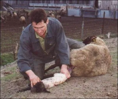 Combien de mois dure la gestation d'une brebis ?