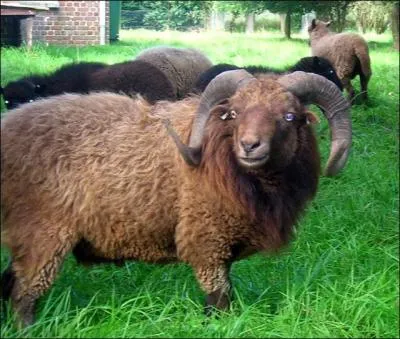 De quelle race est ce mouton ?
