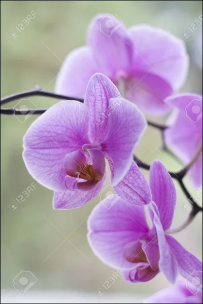 C'est une fleur magnifique, c'est :