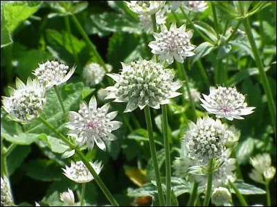 Comment cette fleur se nomme-t-elle ?