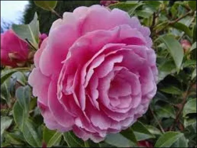 Quelle fleur voyez-vous ?