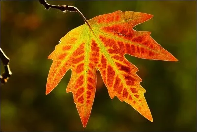 Quelle est la différence entre "apriori" et "a posteriori" ?