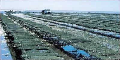 Un élevage d'huîtres se nomme :