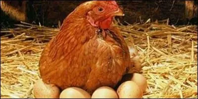 Que fait la poule ?
