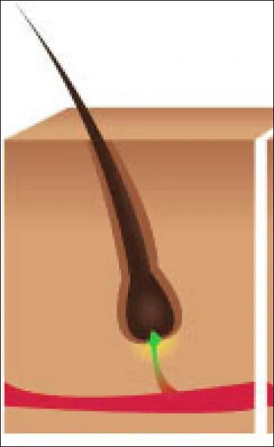 À quelle phase correspond cette image ?