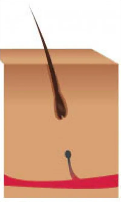 À quelle phase correspond cette image ?