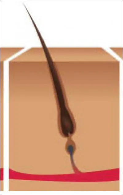 À quelle phase correspond cette image ?