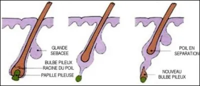 Cochez le bon ordre les phases.