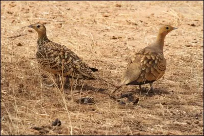 Quelle compagnie aérienne allez-vous choisir pour rejoindre ce parc ?