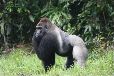 Inutile d'aller ailleurs, c'est là que vous pouvez le voir !