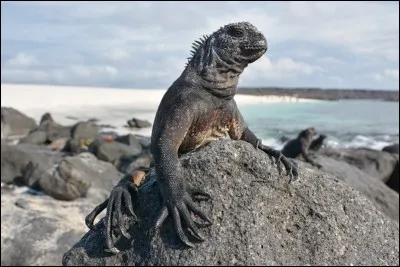 De France, ça fait un long voyage, mais le dépaysement sera total !