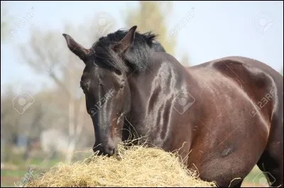 Combien de fois se nourrit le cheval dans une journée ?