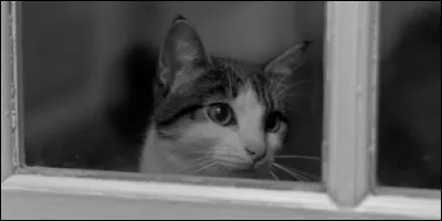 Pour dire "apparaître", "montrer", on dit : "Pointer le bout de......."